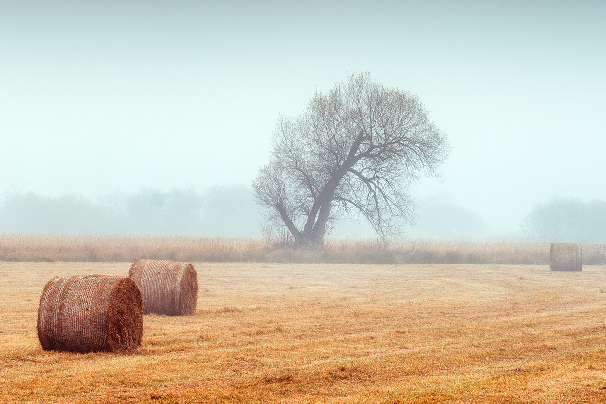 November Mood Poster och Canvastavla