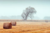 November Mood Poster och Canvastavla