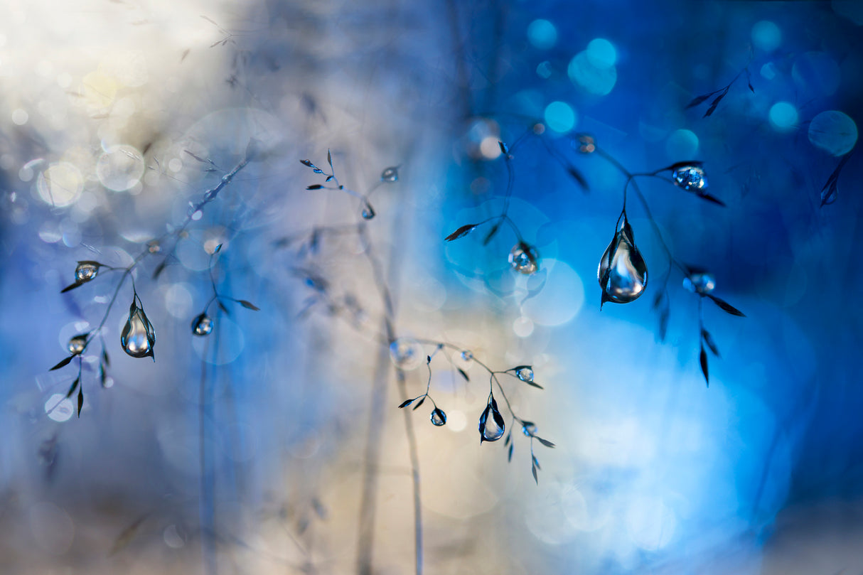 Blue rain Poster och Canvastavla