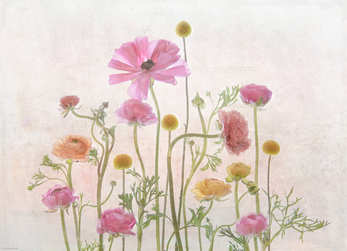Ranunculus Poster och Canvastavla