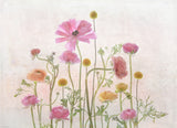 Ranunculus Poster och Canvastavla