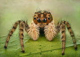 Portrait of a jumping spider Poster och Canvastavla