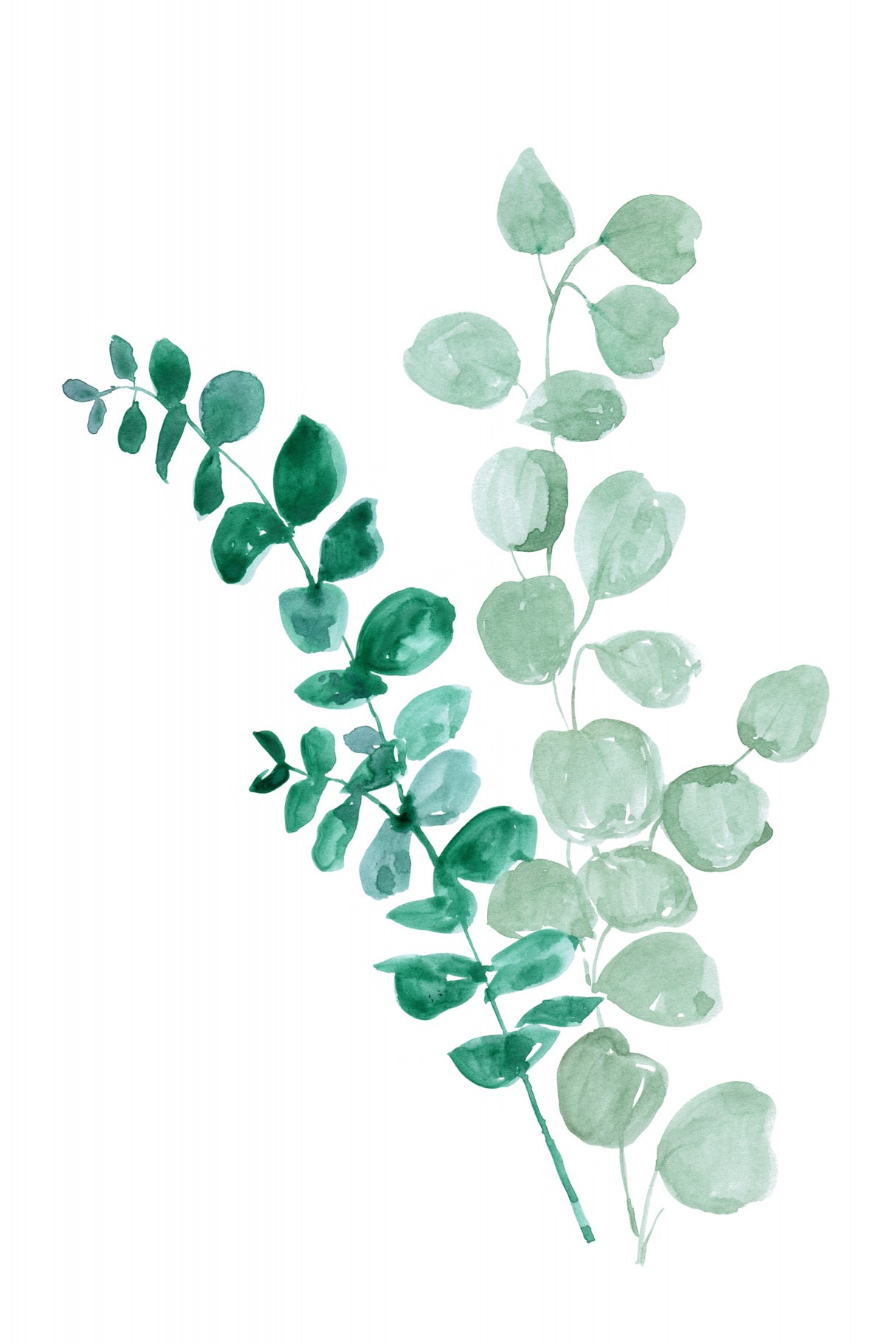 Two eucalyptus branches Poster och Canvastavla