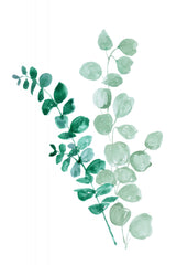 Two eucalyptus branches Poster och Canvastavla
