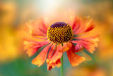 Helenium Poster och Canvastavla
