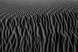 Roots of desert Poster och Canvastavla