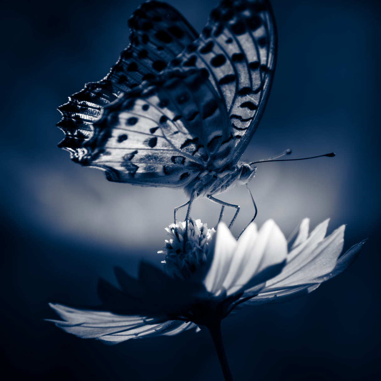 butterfly Poster och Canvastavla