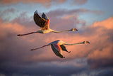 Flamingos at sunset Poster och Canvastavla