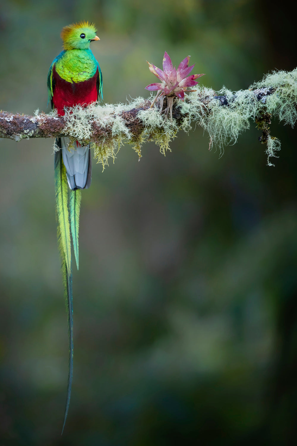 Colours of the Male Quetzal Poster och Canvastavla