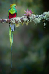 Colours of the Male Quetzal Poster och Canvastavla