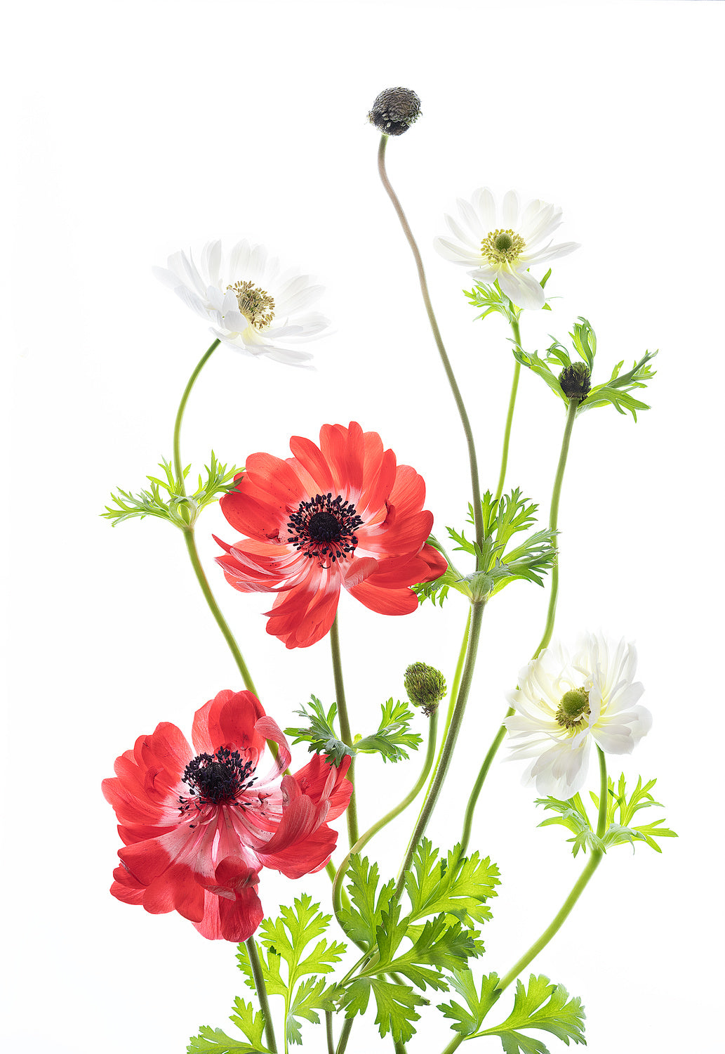 Spring Anemone Family Poster och Canvastavla