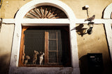 A wistful desire Poster och Canvastavla