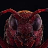 The Red Devil Poster och Canvastavla