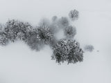 Winter's embrace: Ariel view of snowy trees Poster och Canvastavla