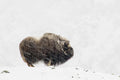 Musk ox solitude Poster och Canvastavla