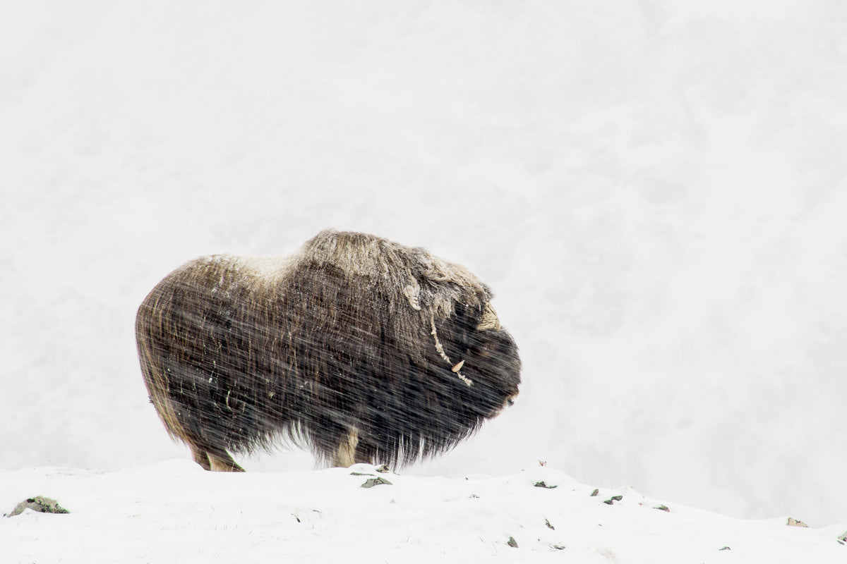 Musk ox solitude Poster och Canvastavla