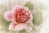 smooth rose Poster och Canvastavla