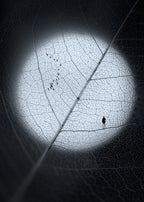 Veins Poster och Canvastavla