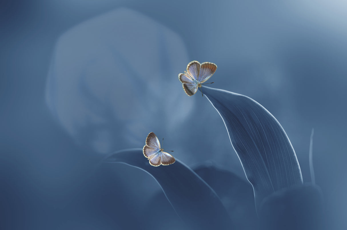 Butterfly with the Moon Poster och Canvastavla