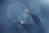 Butterfly with the Moon Poster och Canvastavla