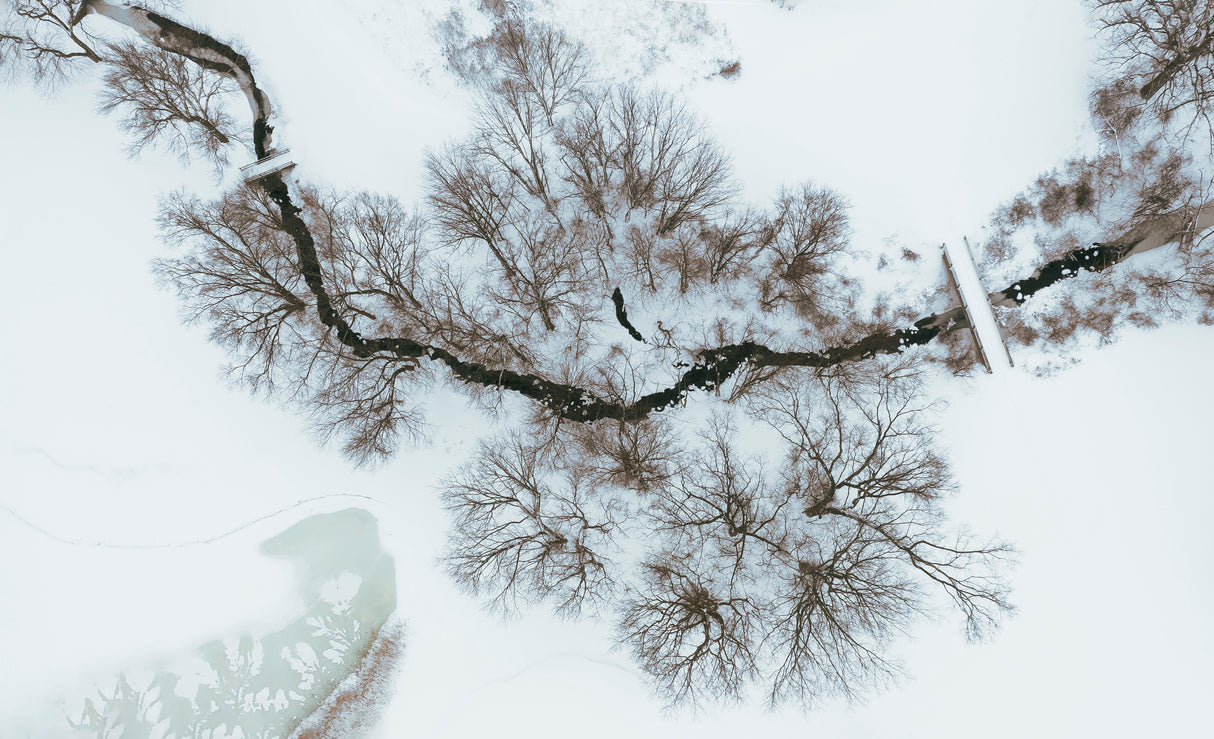 After snow Poster och Canvastavla