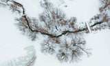 After snow Poster och Canvastavla