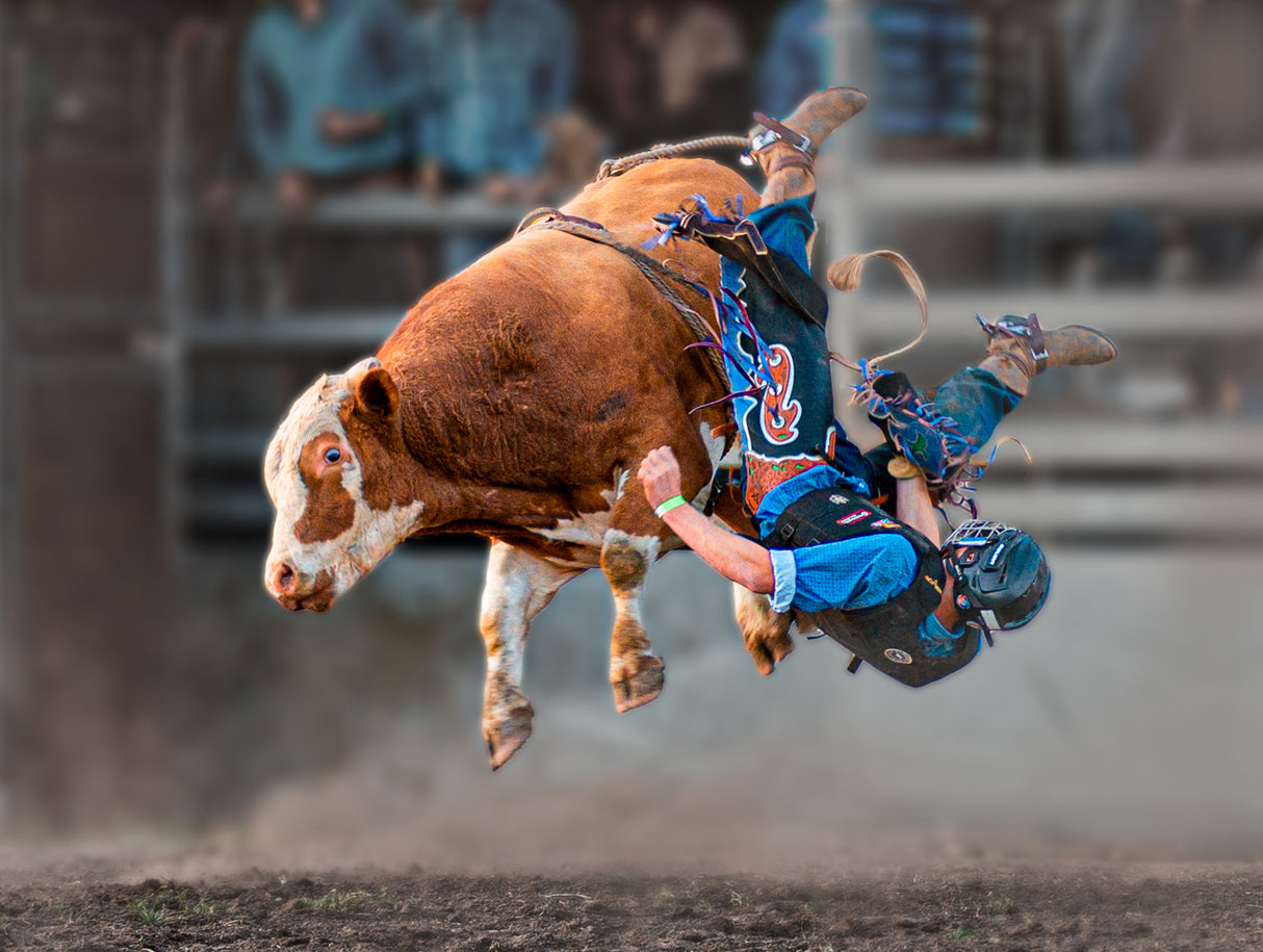 Bull Riding Poster och Canvastavla
