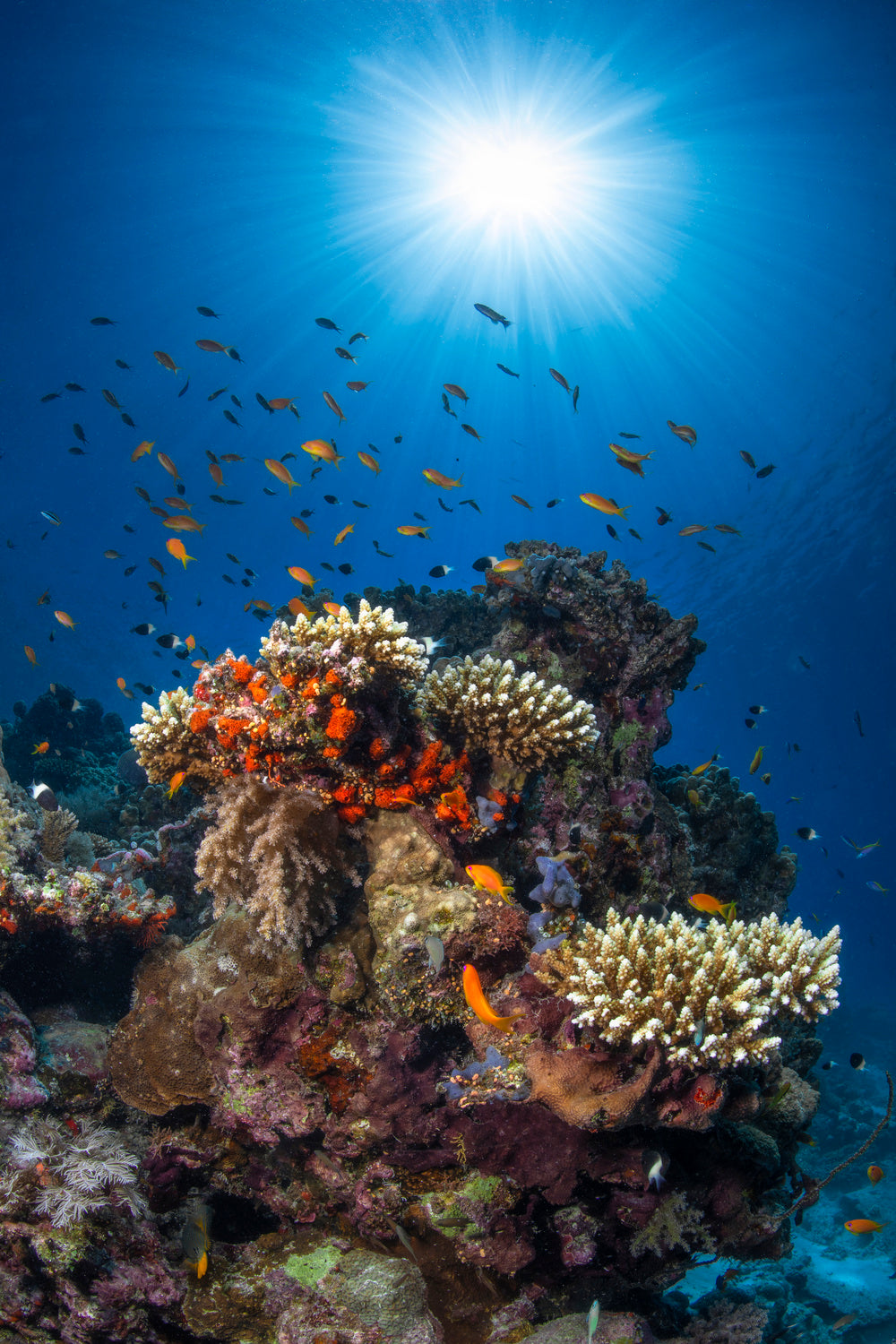 Reef and sunshine Poster och Canvastavla