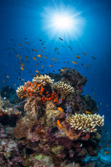 Reef and sunshine Poster och Canvastavla