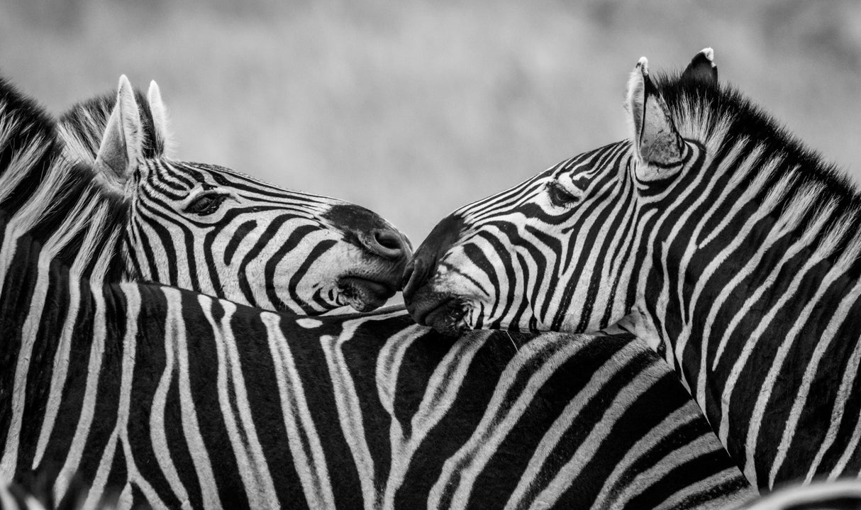 Black and White Zebras Poster och Canvastavla