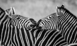 Black and White Zebras Poster och Canvastavla