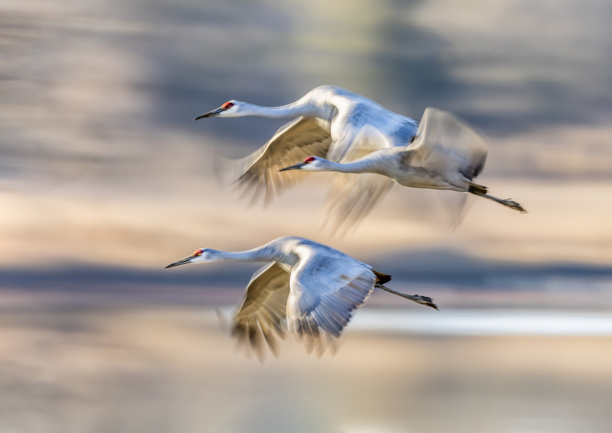 Sandhill Cranes in Flight Poster och Canvastavla