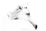 horse and minimalism Poster och Canvastavla