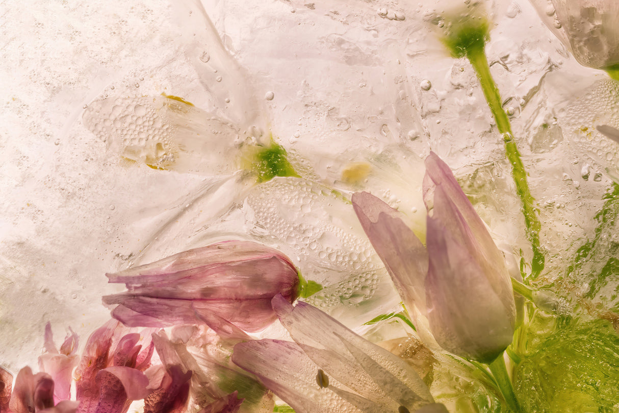 Glacial Rose Poster och Canvastavla
