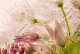 Glacial Rose Poster och Canvastavla