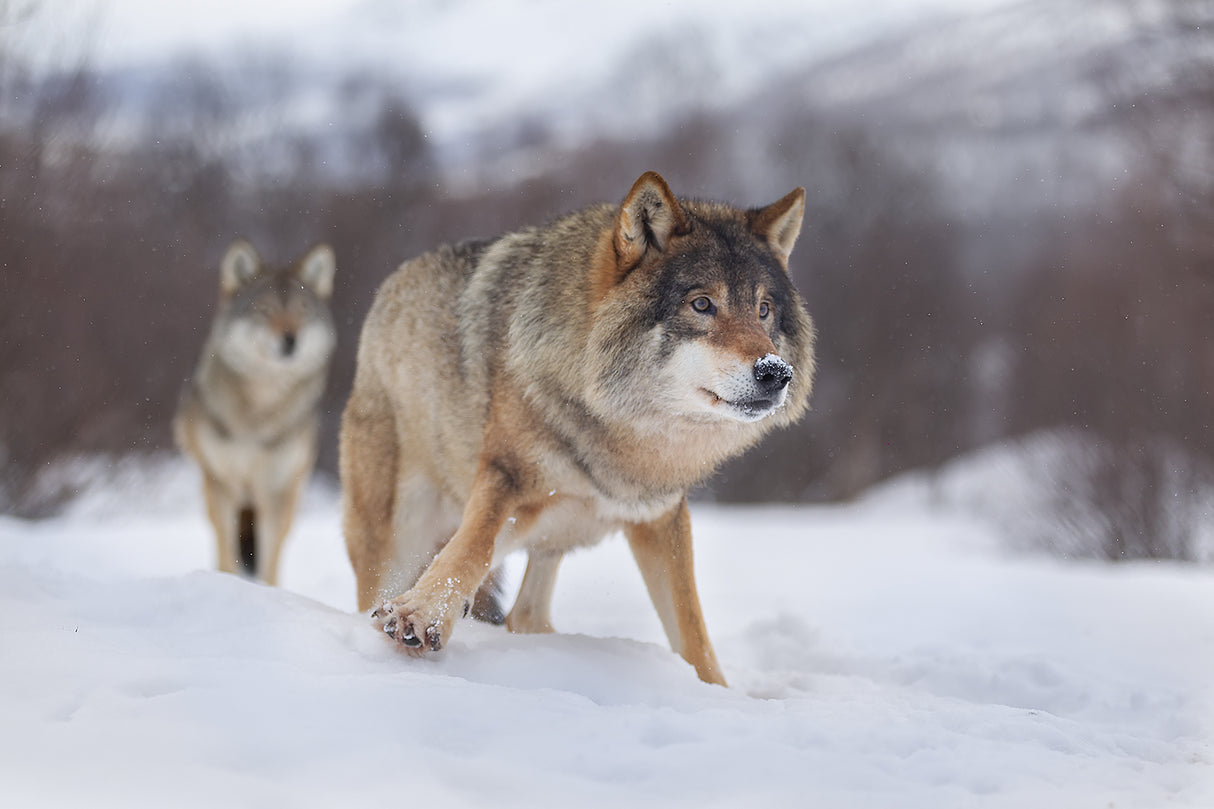 European Gray Wolf Poster och Canvastavla