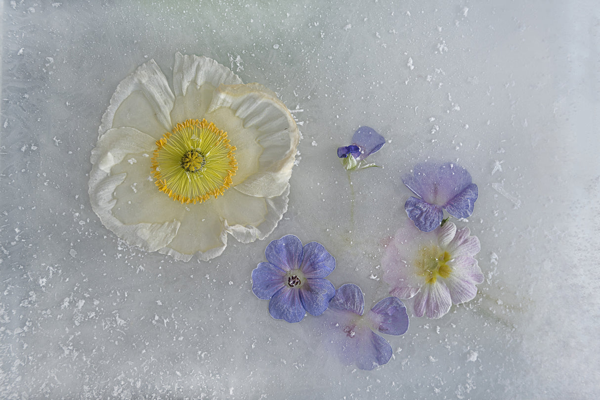 Poppy and other flowers. Poster och Canvastavla