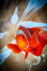 Clownfish defends his white anemone Poster och Canvastavla