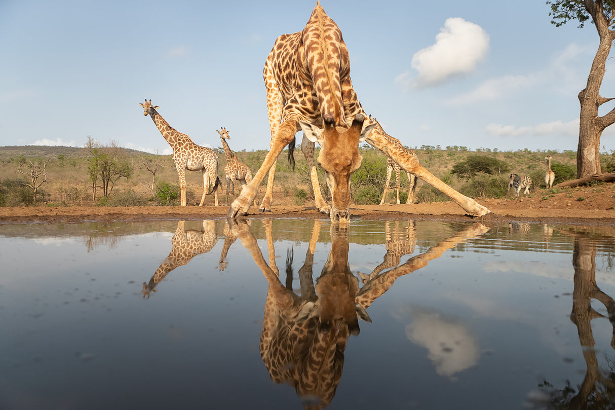 Giraffe drinking Poster och Canvastavla