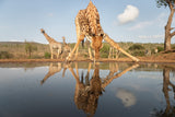 Giraffe drinking Poster och Canvastavla
