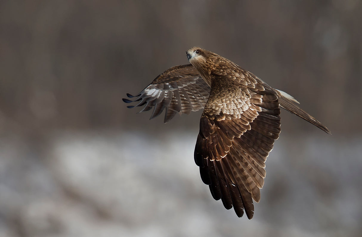 Black Kite Poster och Canvastavla