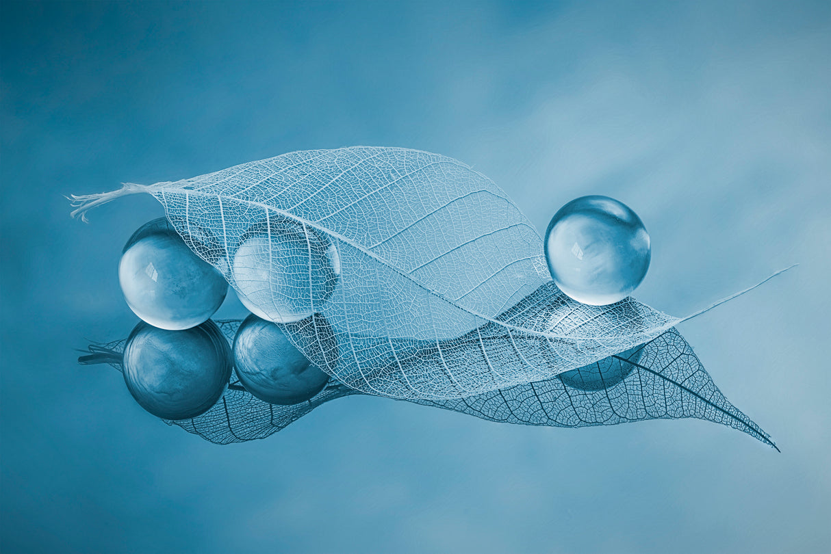 Dry leaf and Bubbles Poster och Canvastavla