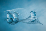Dry leaf and Bubbles Poster och Canvastavla