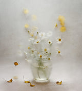 october daisies Poster och Canvastavla