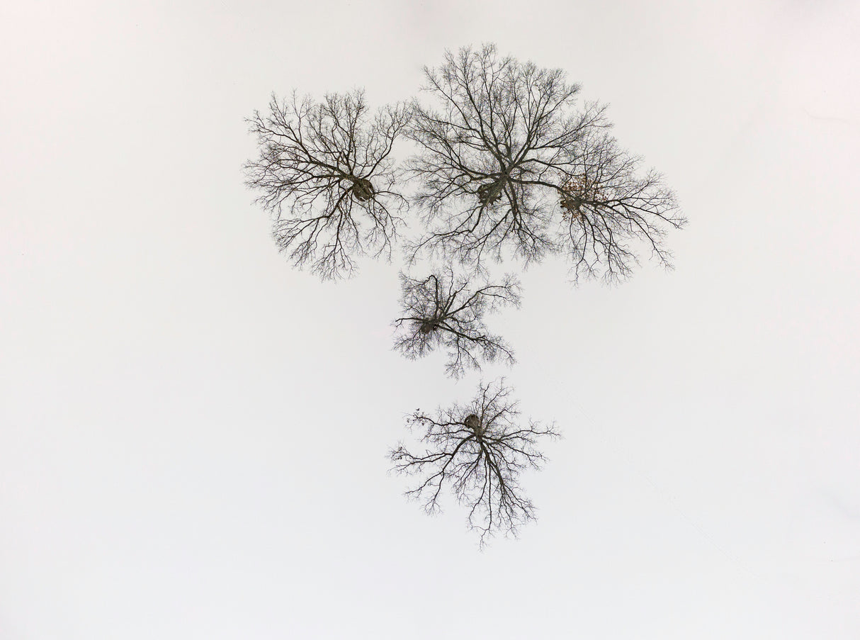 Winter trees Poster och Canvastavla