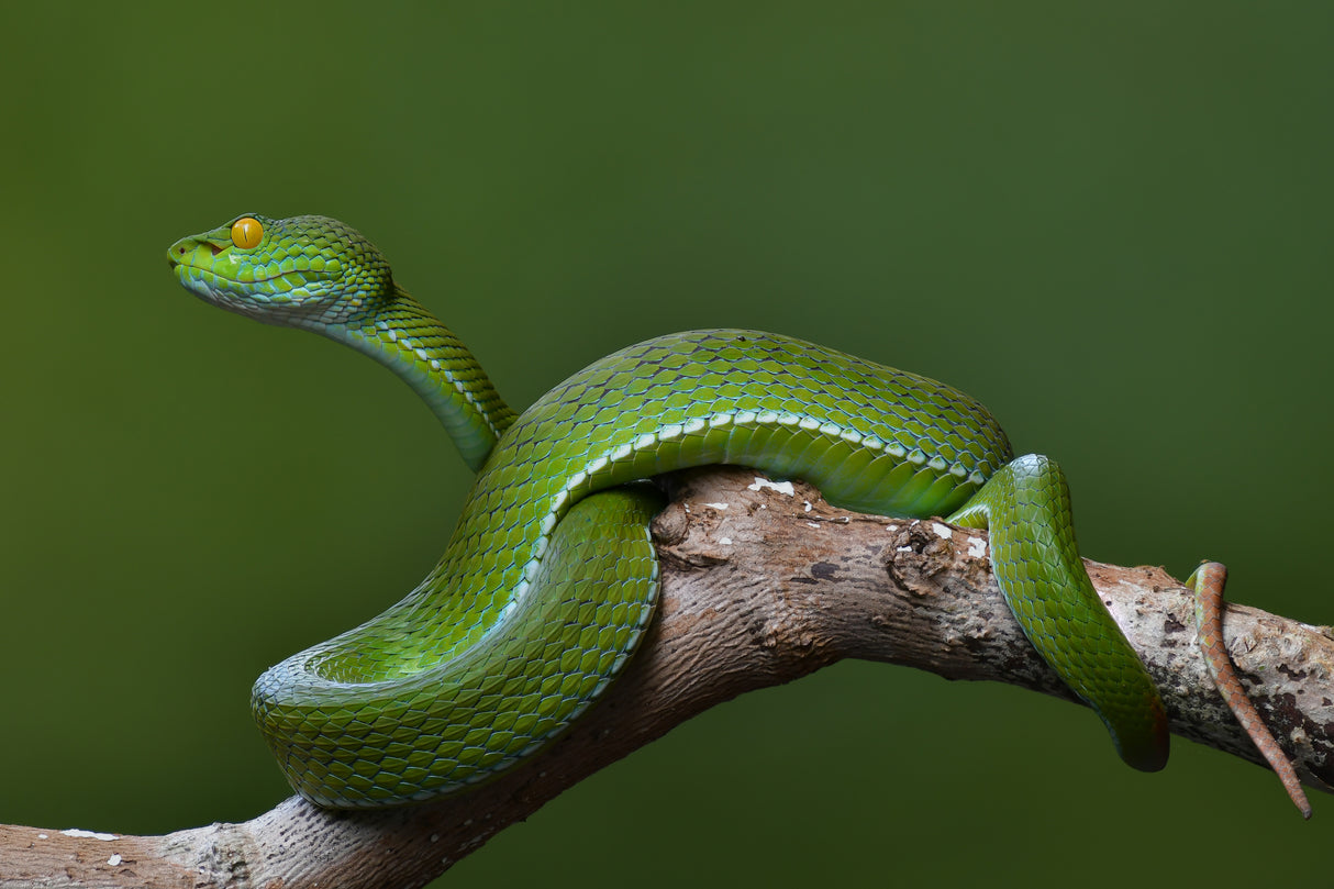 Trimeresurus albolabris Poster och Canvastavla
