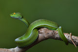 Trimeresurus albolabris Poster och Canvastavla