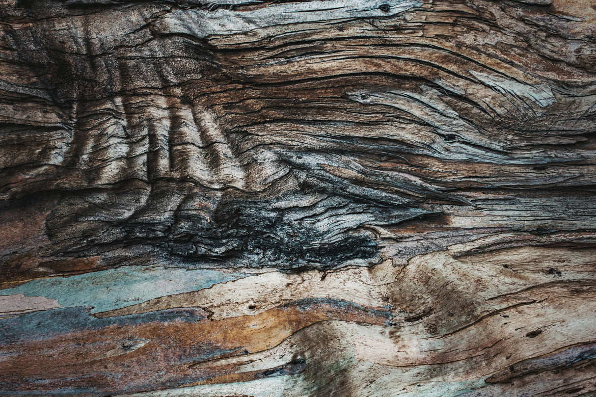 Eucalyptus Texture Poster och Canvastavla