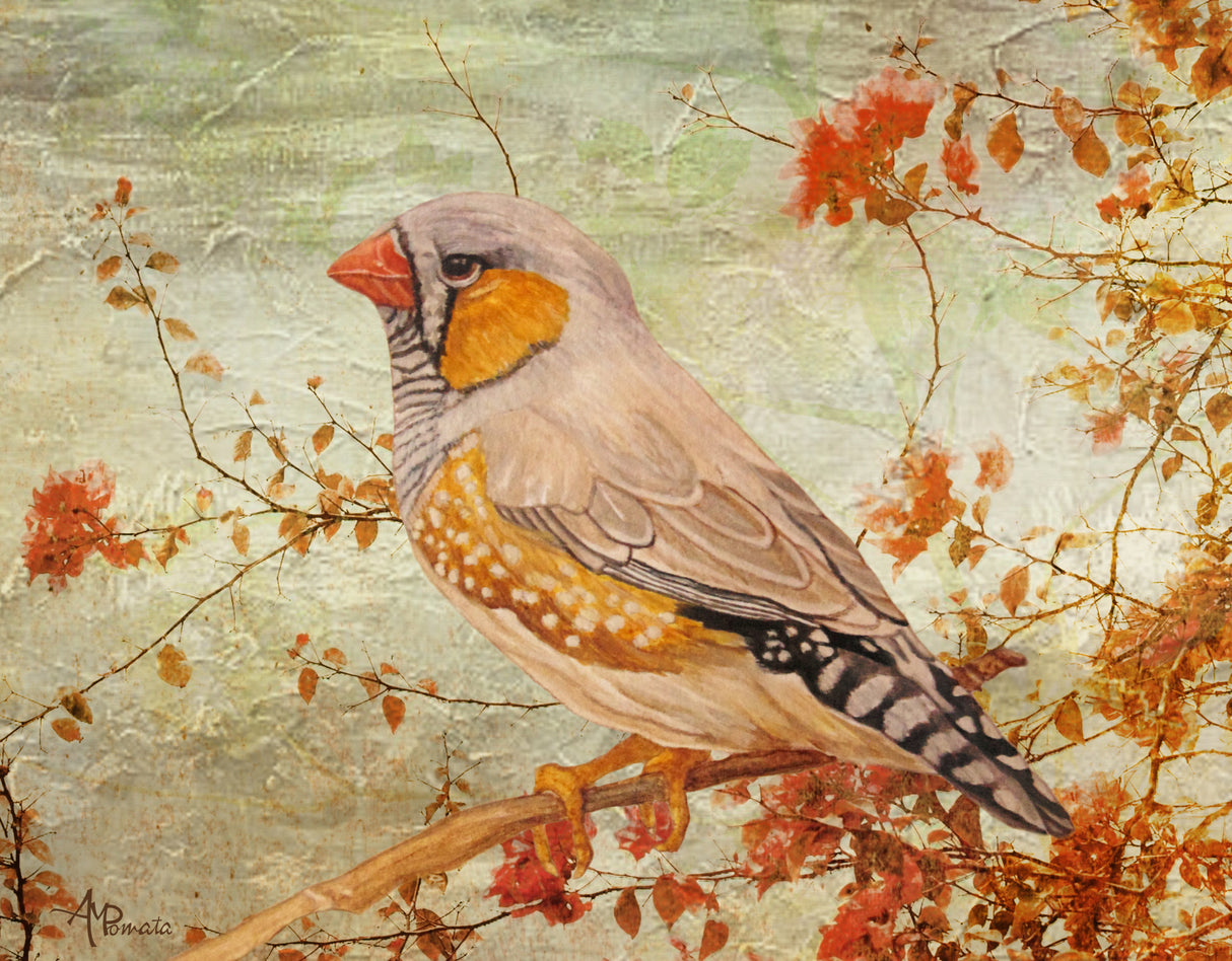 Zebra Finch Among Almond Trees Poster och Canvastavla