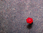 urban ladybug Poster och Canvastavla